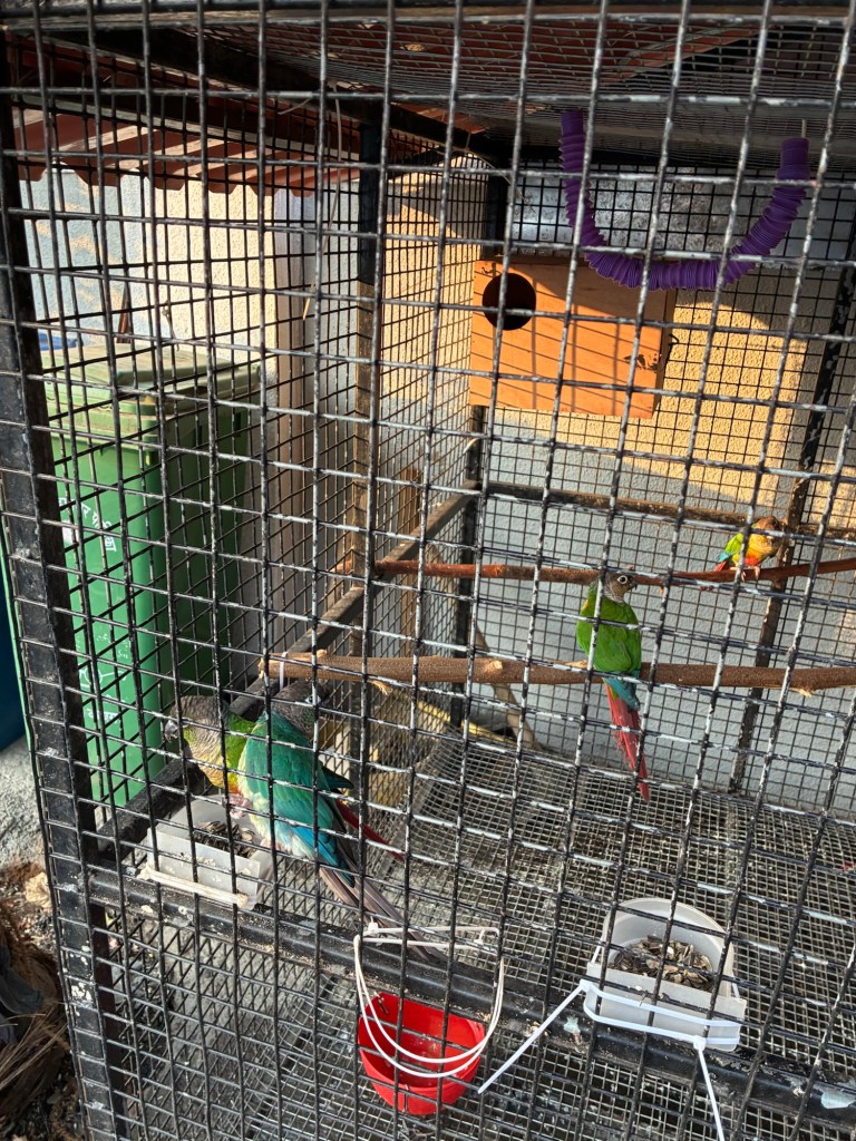 A few beautiful parrots